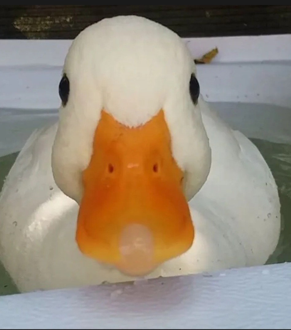 Ziggy - Langenthal - Berne | Strip Tease