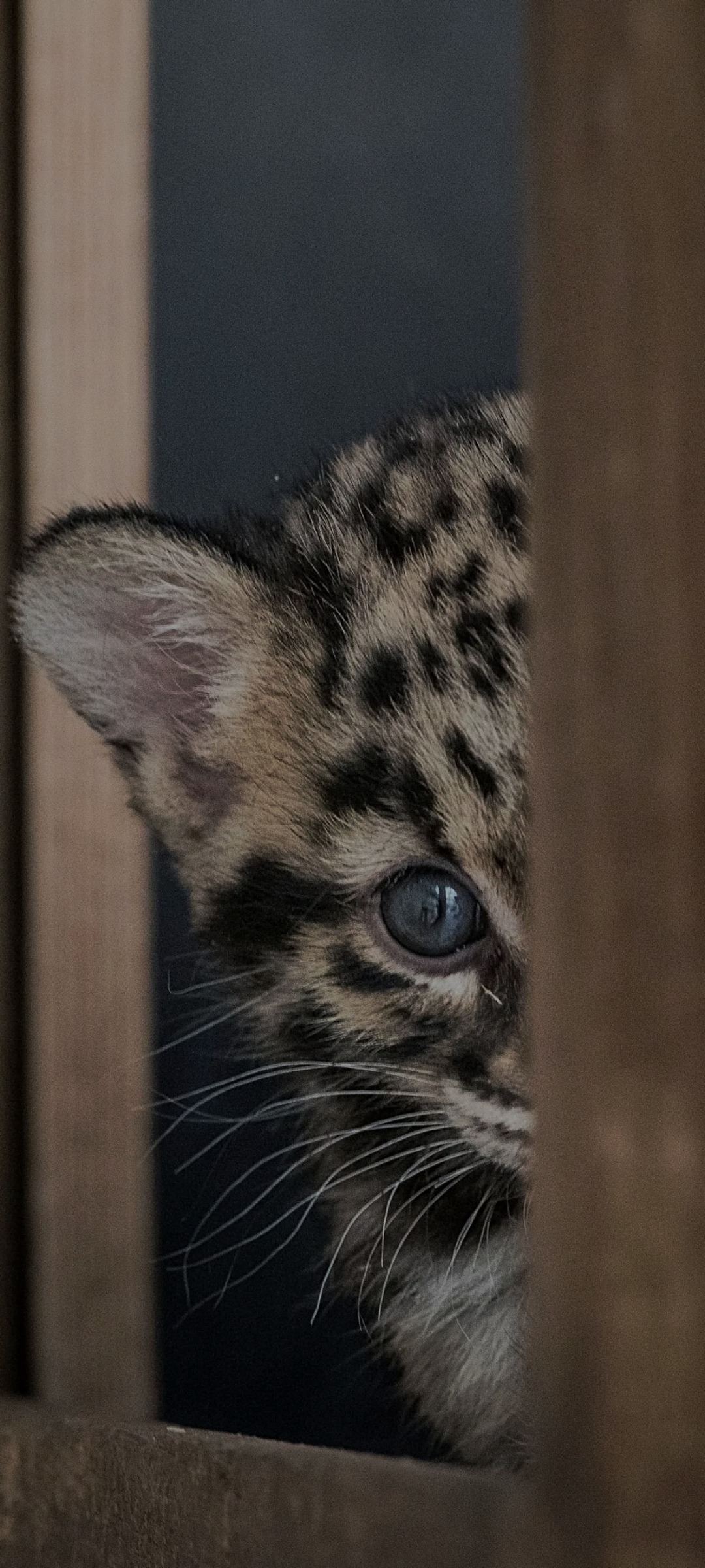 Bazil - Süderen - Berne | Strip Tease